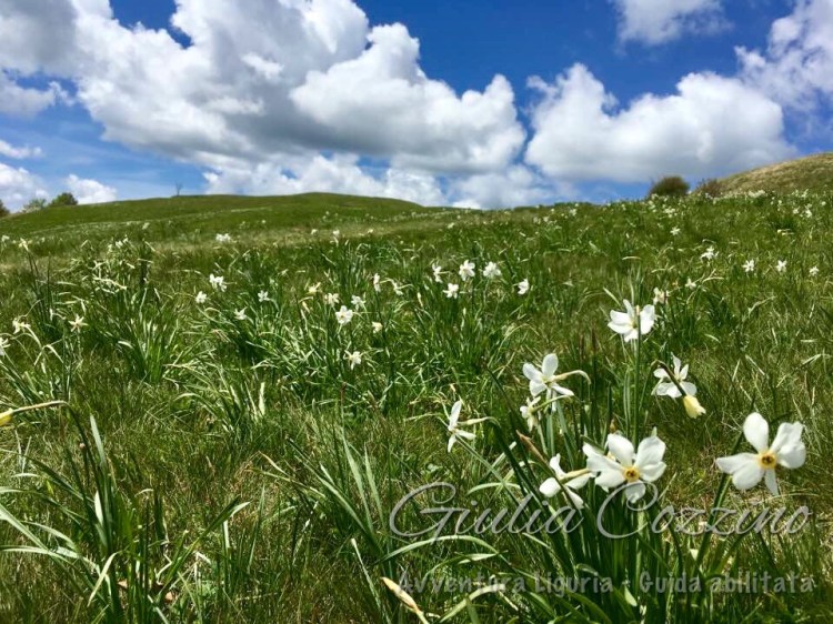 Fioriture Monte Antola, entroterra di Genova